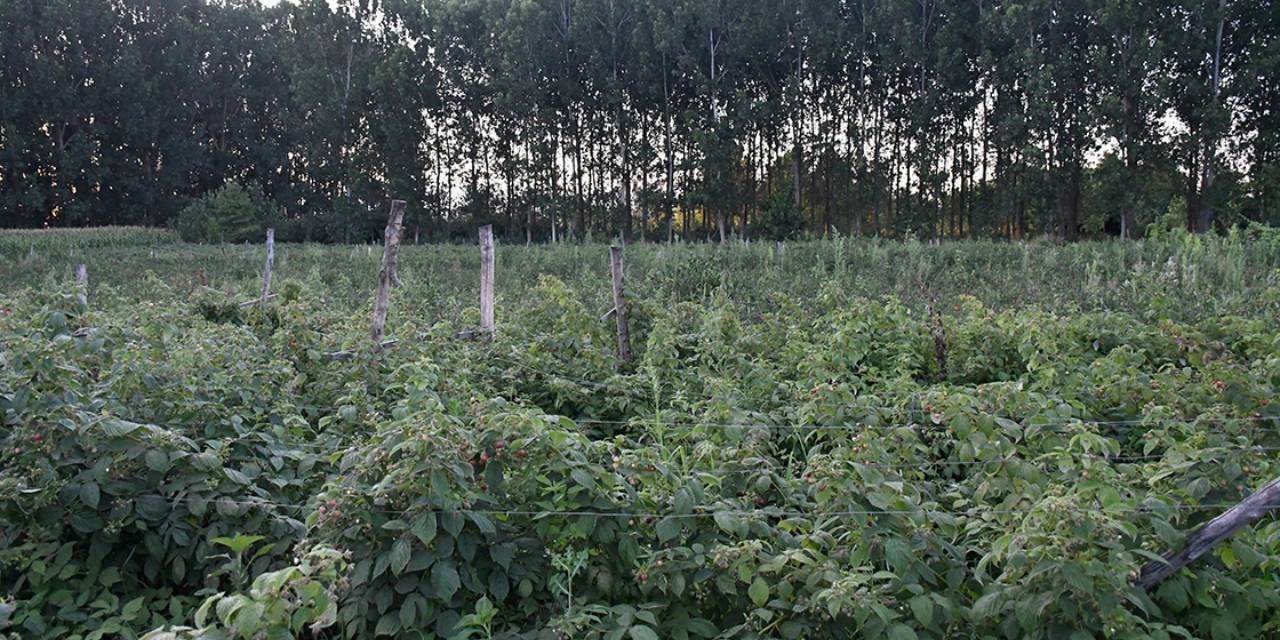 15 dönümlük arazide 3,5 ton hasat yapıyor: Lahmacun ustası çiftçi oldu köşeyi döndü