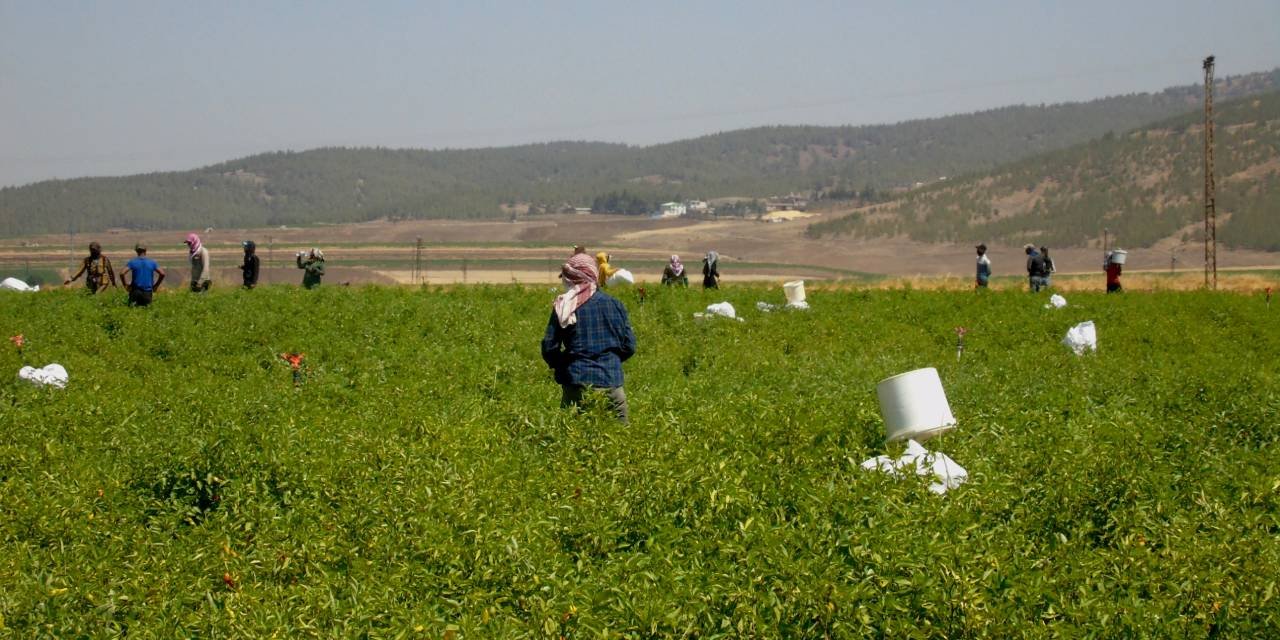 27 bin dekar alanda 43 bin 200 ton rekolte bekleniyor