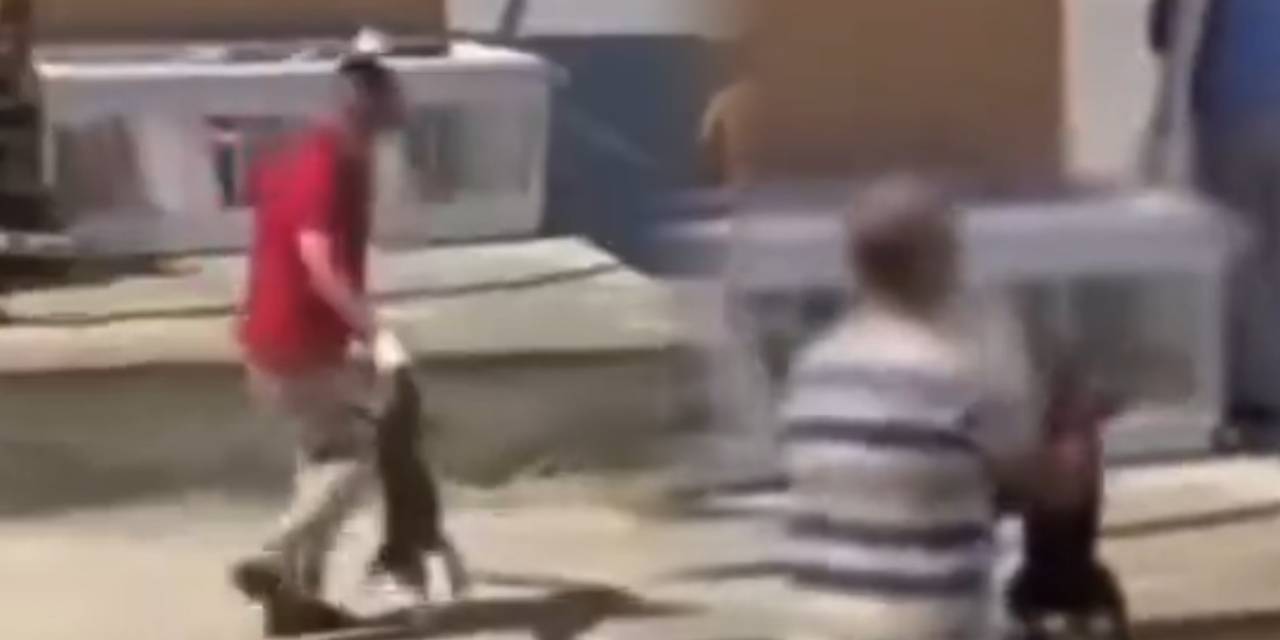 Skandal görüntüler insanlıktan utandırdı: Köpekleri toplayarak araca fırlattılar