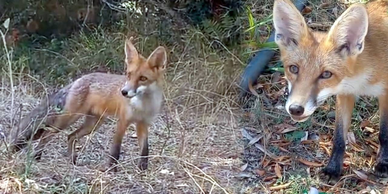 Sevimli tilkinin yardımına insan dostu koştu!