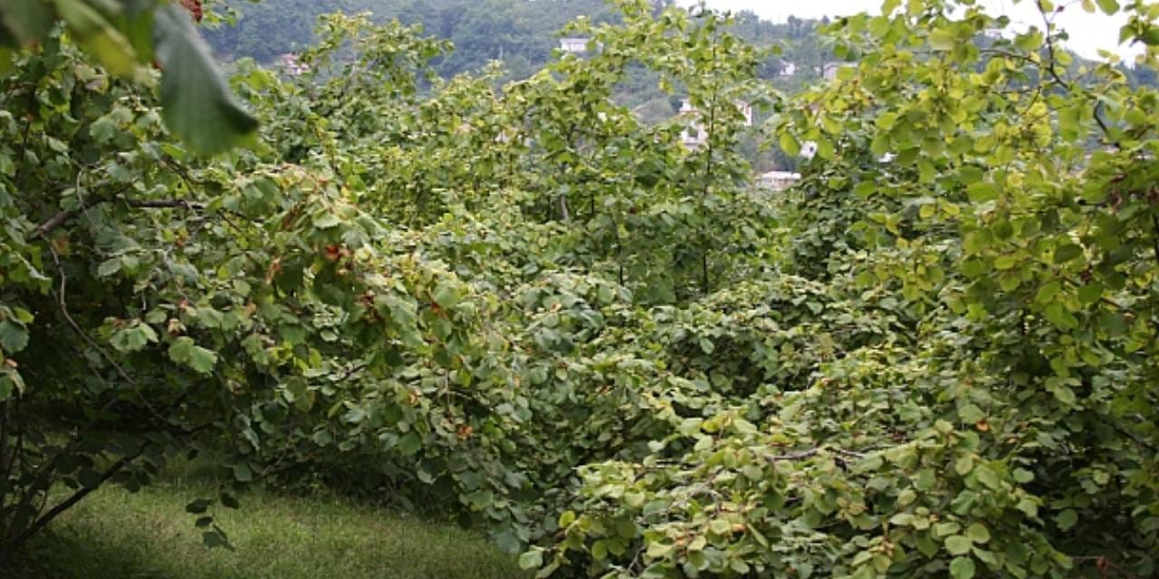 Ordu’da fındık toplarken yamaçtan düşen kişi hayatını kaybetti