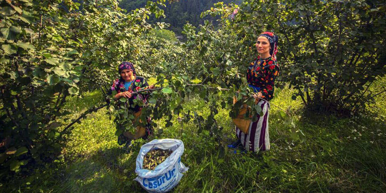 Fındık hasadında gizli tehlike: Toz alerjik reaksiyonları artırıyor