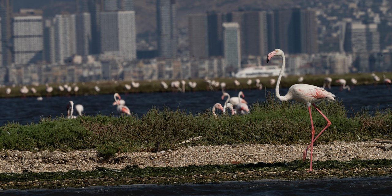 İzmir'de 'Flamingo Yolu' turu renkli görüntülere sahne oldu