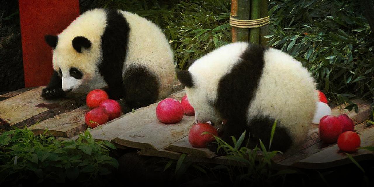 İkiz pandaların doğum günü kutlandı