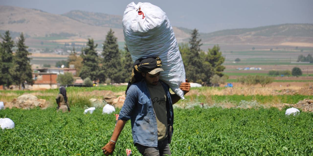 Sıcaklar 'kırmızı altın'ı vurdu: Gözler fiyatlarda!