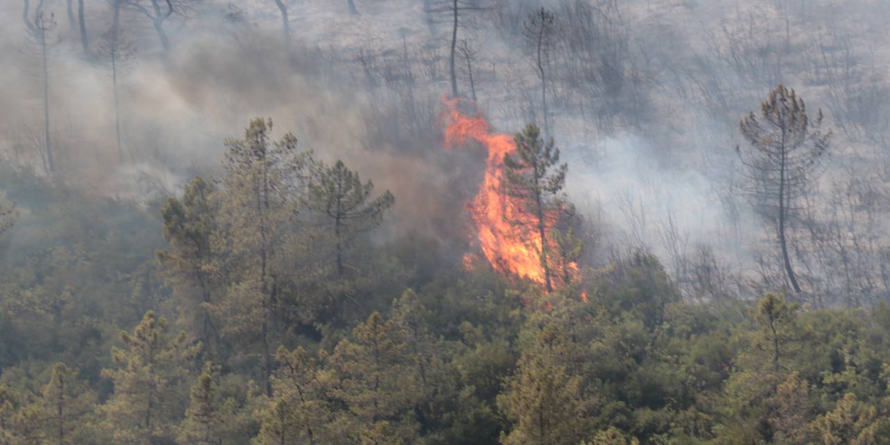 Kocaeli’de ağaçlık alanda yangın!