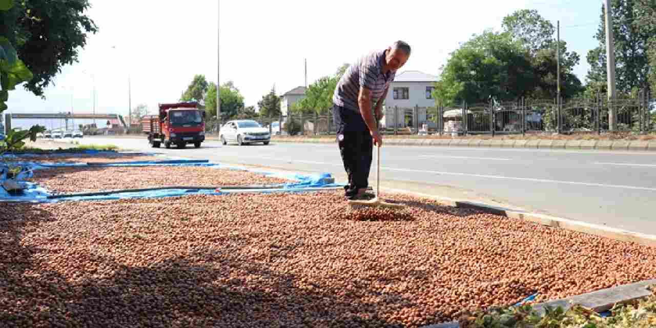Hasat sonrası çuval çuval topladılar: Kaldırımlarda kurutuyorlar
