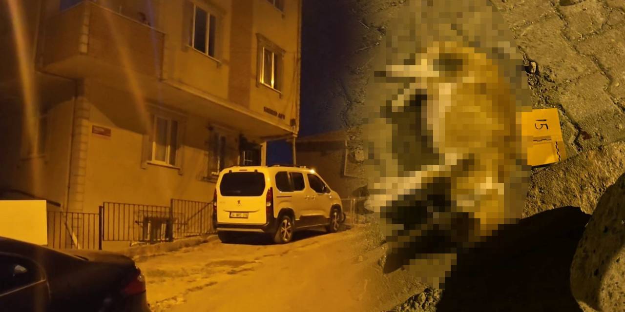 Alacak-verecek kavgasında olan kediye oldu: Kurşunla öldürüldü