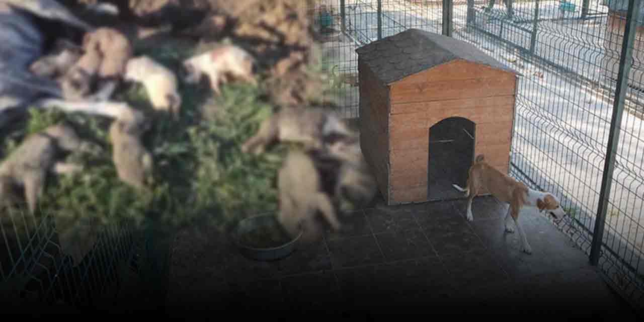 Osmaniye’de vahşetin sonu gelmiyor! Barınak çalışanlarının skandal mesajları kan dondurdu