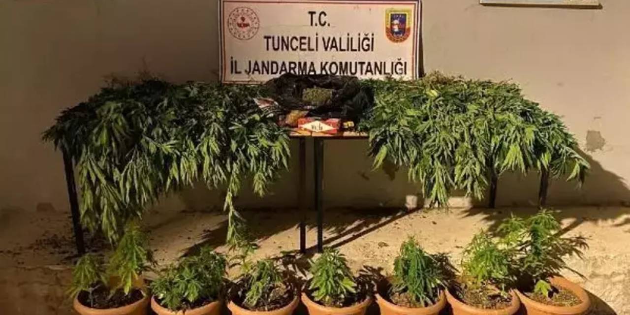 Evde kenevir yetiştiriciliğine gözaltı