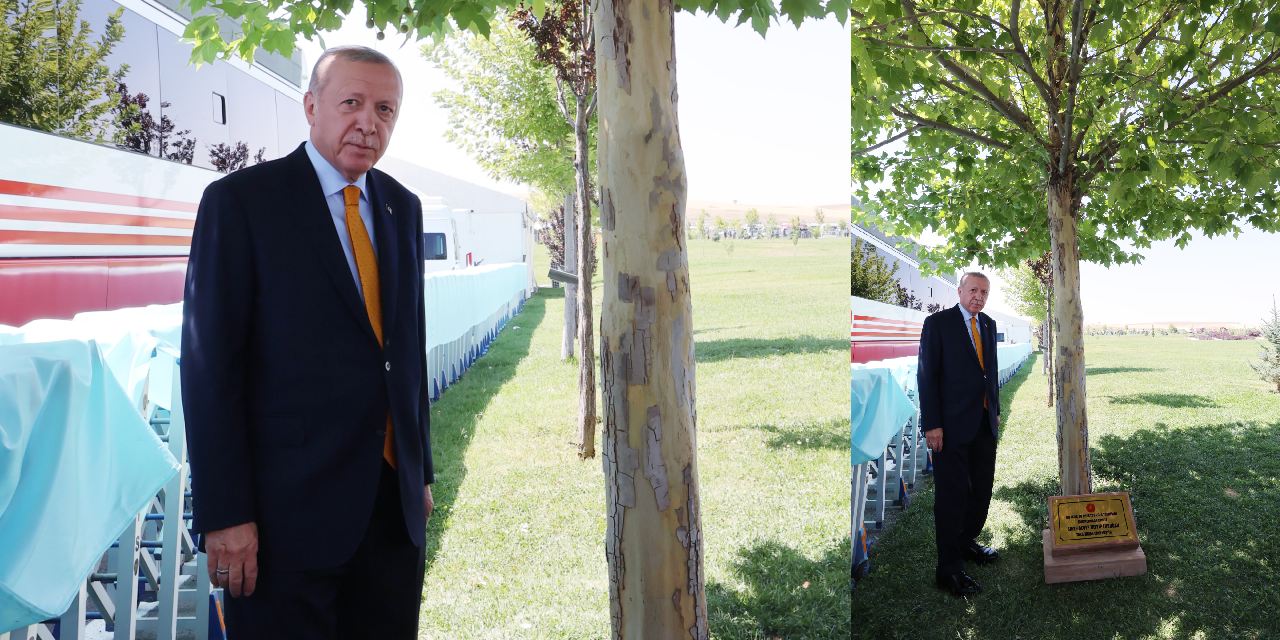 Erdoğan yedi sene önce diktiği ağaçla hatıra fotoğrafı çektirdi