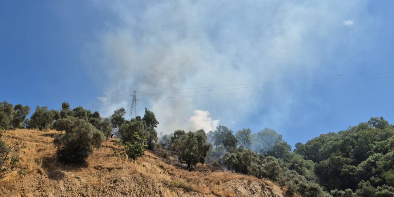 Aydın'daki yangın kontrol altında