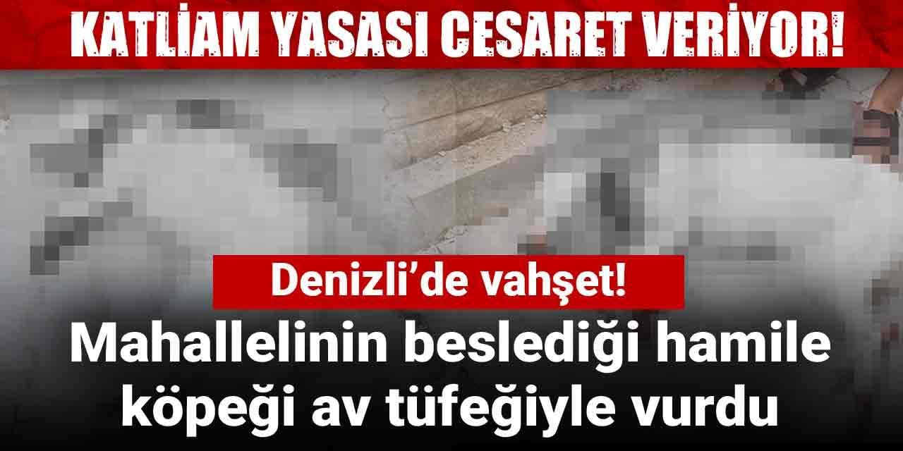 Denizli’de vahşet! Mahallelinin beslediği hamile köpeği av tüfeğiyle vurdu