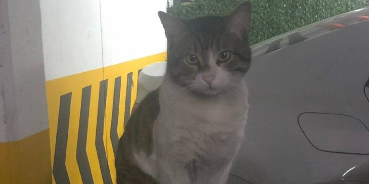 Asansörde vahşice katledilmişti! Eros kedinin adı İzmir’de yaşayacak