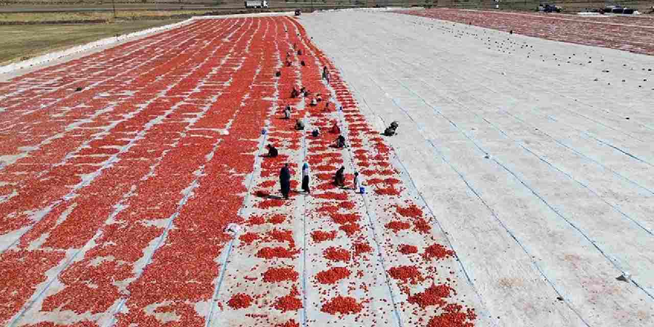 Kuraklık ve aşırı sıcak vurdu: Verim düştü