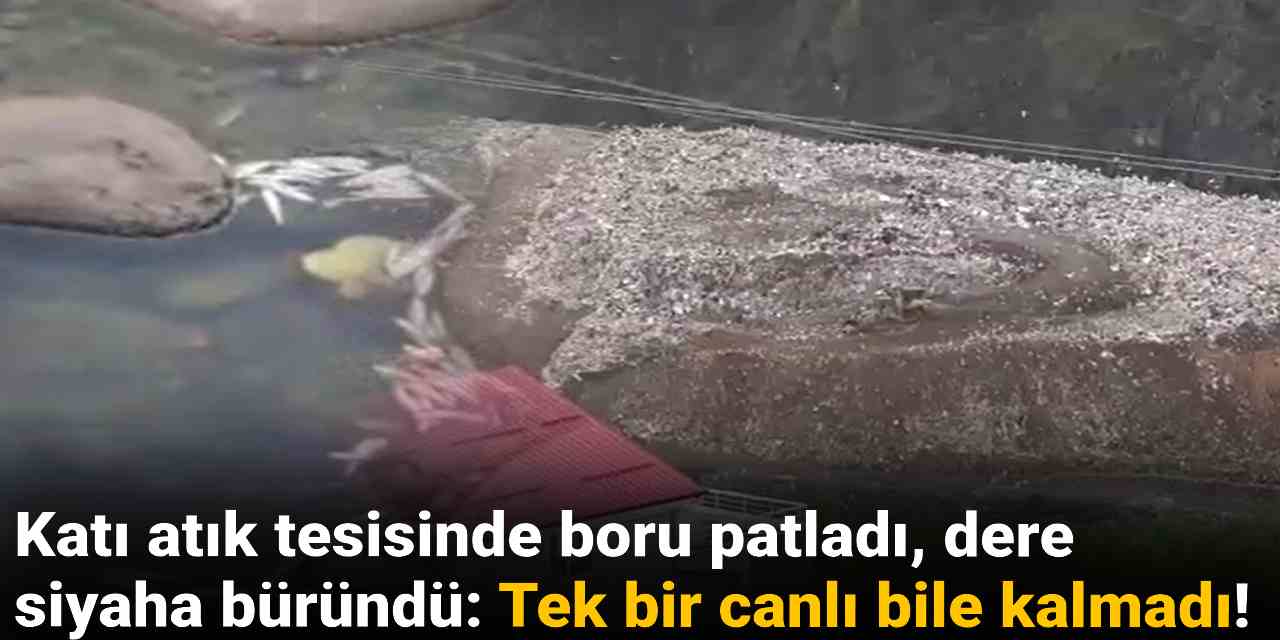 Katı atık tesisinde boru patladı dere siyaha büründü: Tek bir canlı bile kalmadı!