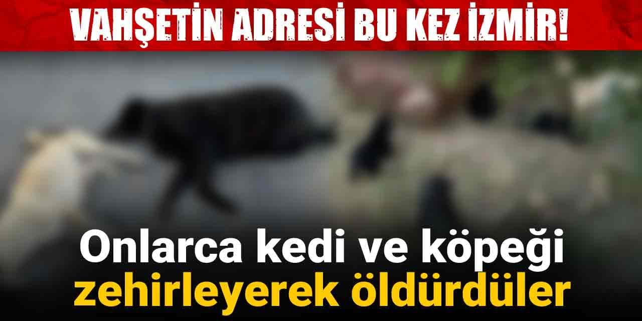 Vahşetin adresi bu kez İzmir! Onlarca kedi ve köpeği zehirleyerek öldürdüler