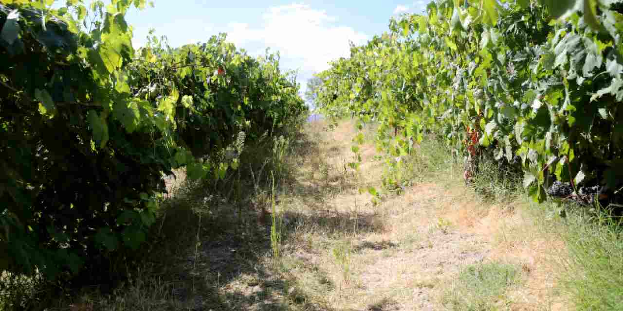 Kilosu 150 TL'den 1500 kilo hasat bekliyorlar: 18 çeşit yetiştiriyorlar