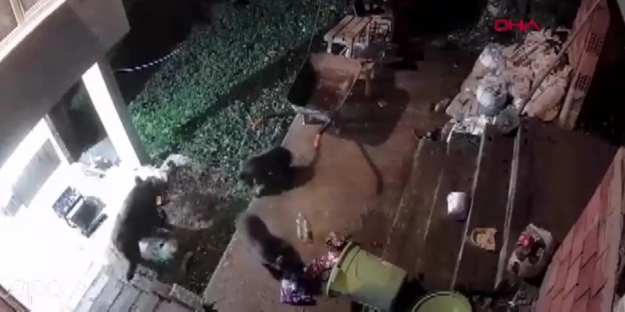 Aç kalan ayı ve yavruları muhtarın bahçesine girdi