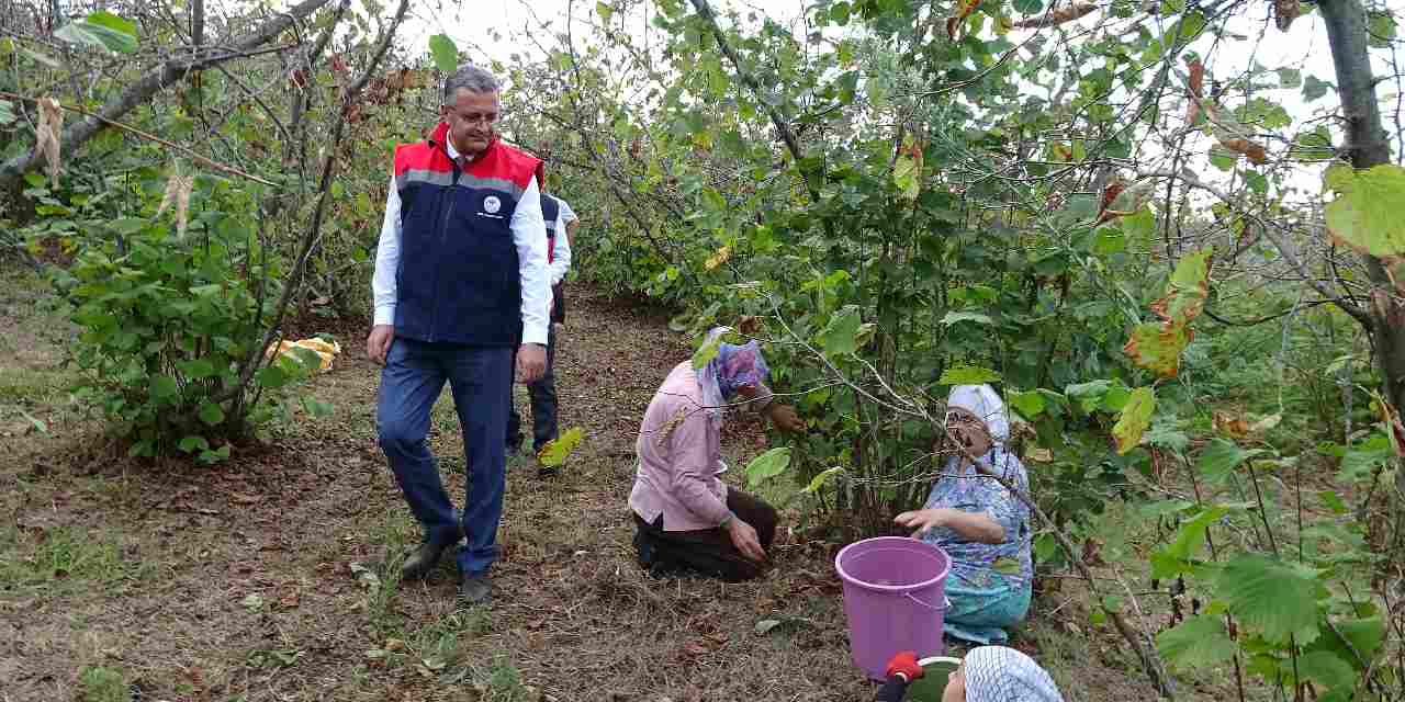 Samsun'da hasadı başladı: 91 bin 500 ton rekolte bekleniyor