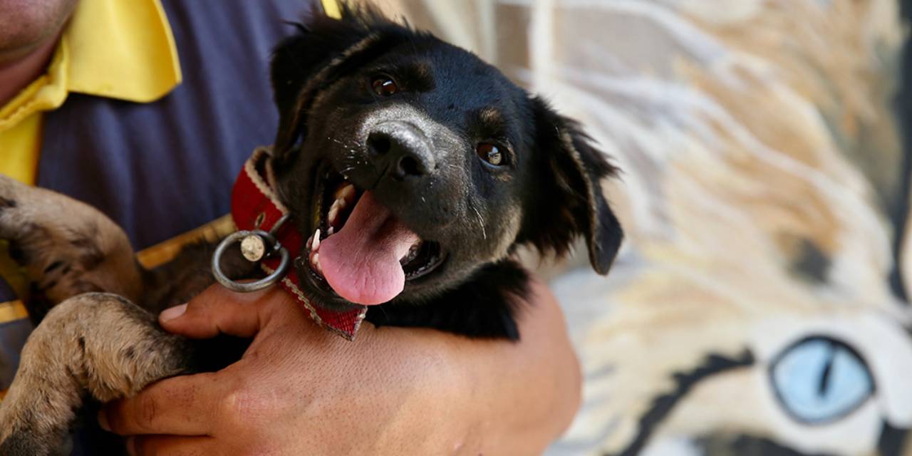 Zifte saplanmıştı hayata tutundu! Yavru köpek yeni yuvasına kavuştu