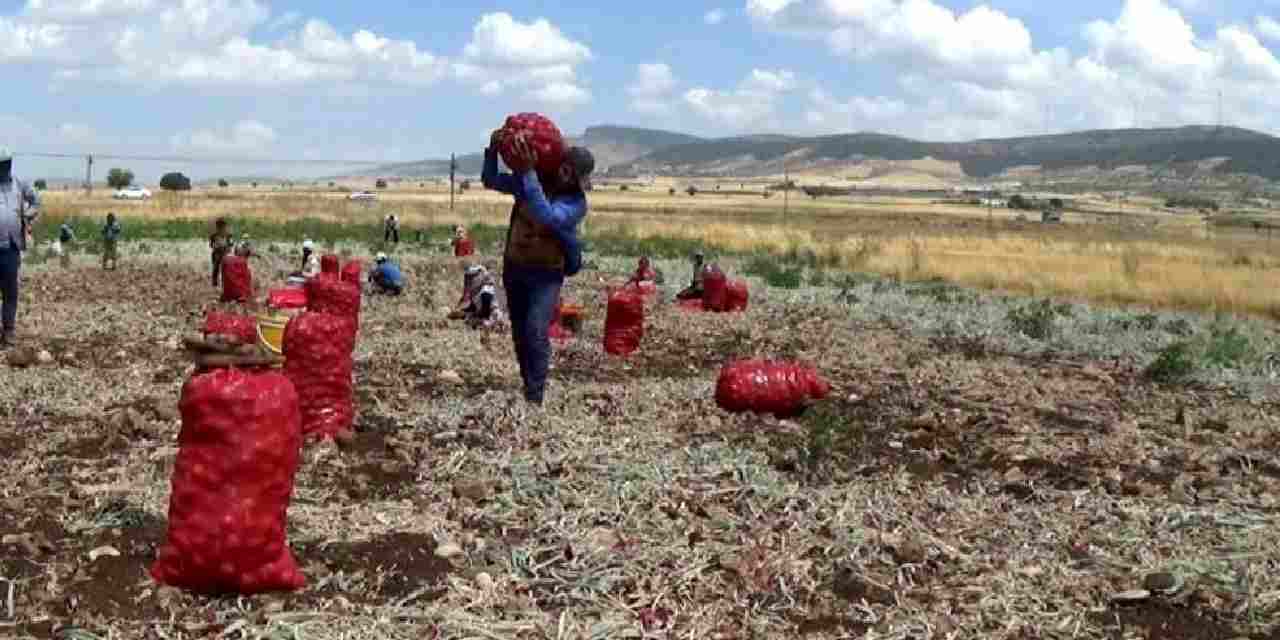 Duyan koştu: 3 TL'ye satılıyor! Çuval çuval alıyorlar