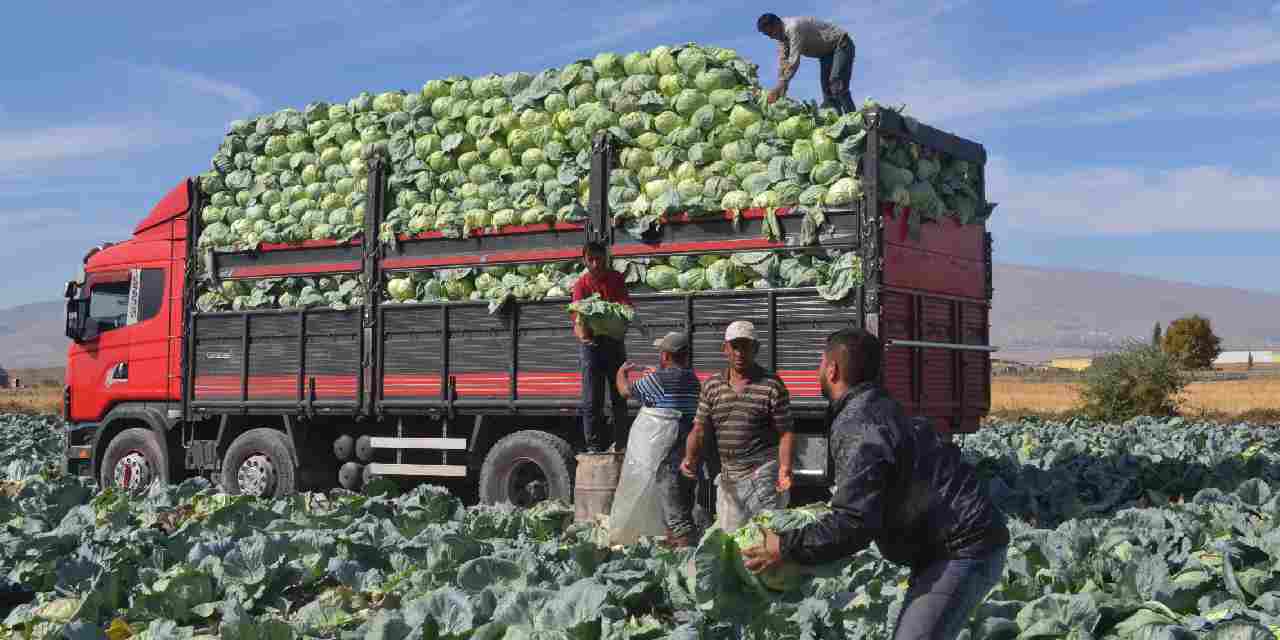Niğde'de hasadı başladı: Kilosu 10 liradan kapış kapış satılıyor!
