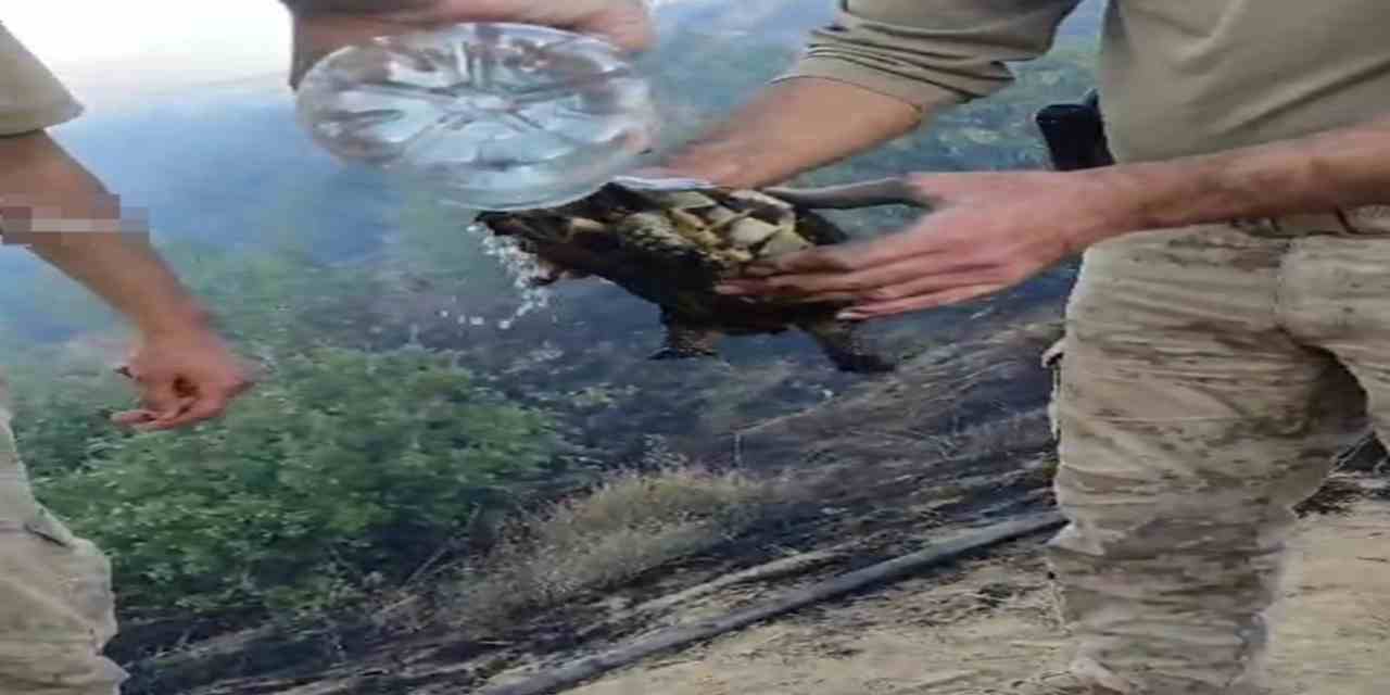 Yangının ortasında kalan kaplumbağa kurtarıldı