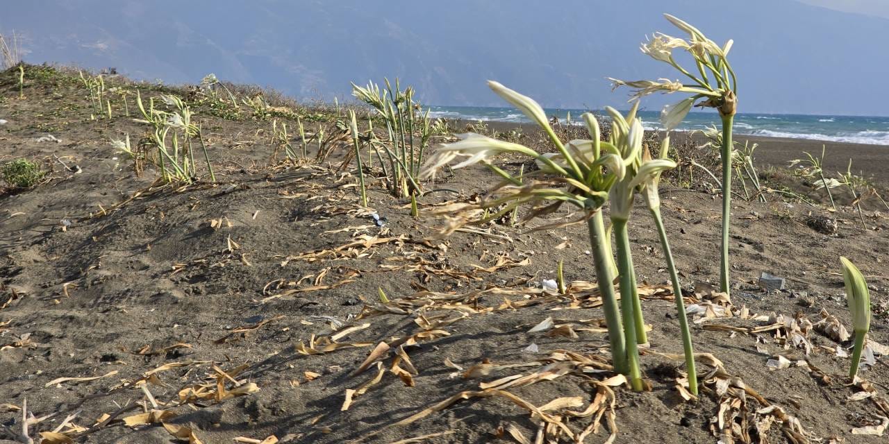Sahilleri süslüyor: Koparmanın cezası yarım milyon lira!