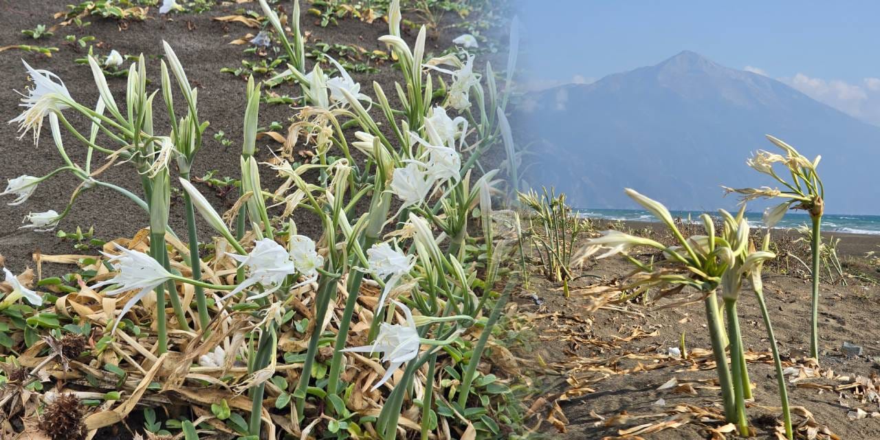 Hatay’da sahili güzellikleriyle donattılar! Bu çiçeği koparmanın cezası yüz binlerce lira