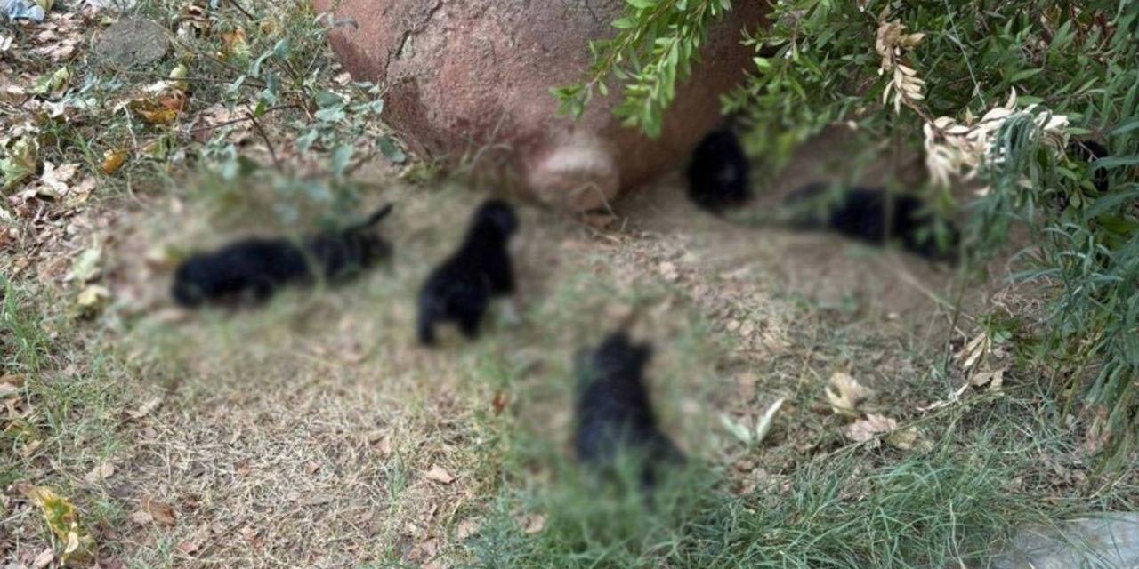 Hayvanları zehirleyerek katleden cani gözaltında: Etleri çocuklara dağıttırmış