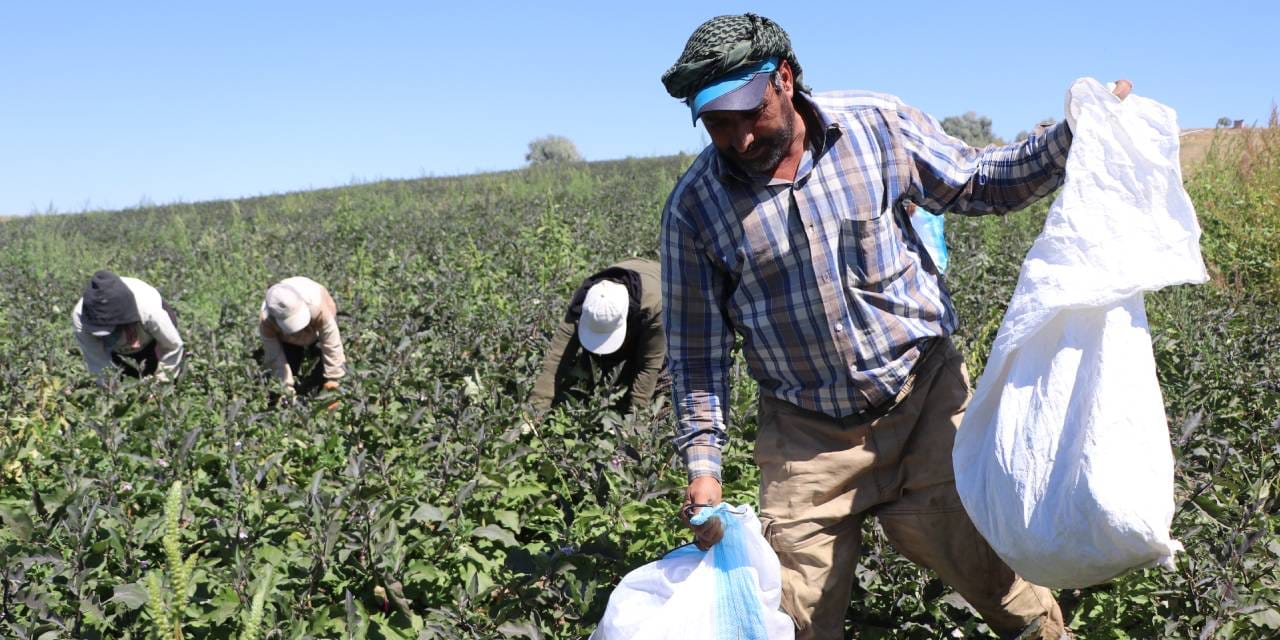 Kayseri'de hasadı başladı: Geçen yıl 10 liraydı bu yıl kilosu 25 liraya çıktı