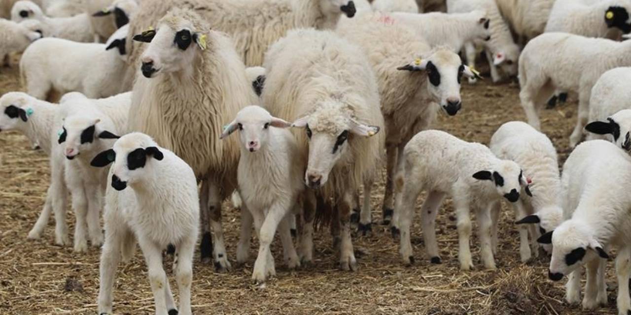 Aydın’da şap alarmı: Mahalle karantinaya alındı