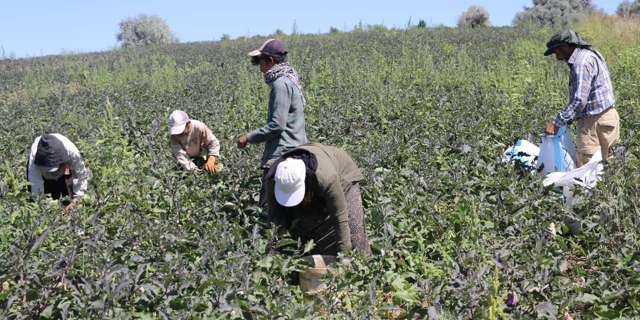 Turşusu da yapılıyor reçeli de! Kayseri'de yetişiyor, tarladan çuval çuval toplanıyor