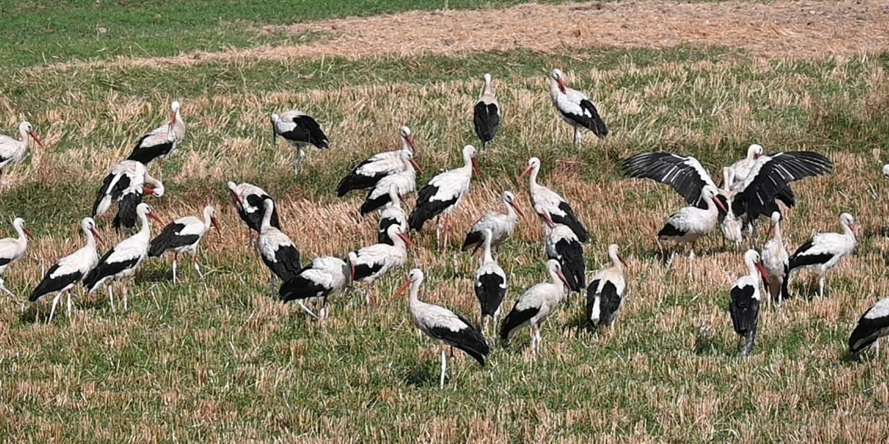 Leyleklerde göç hareketliliği başladı