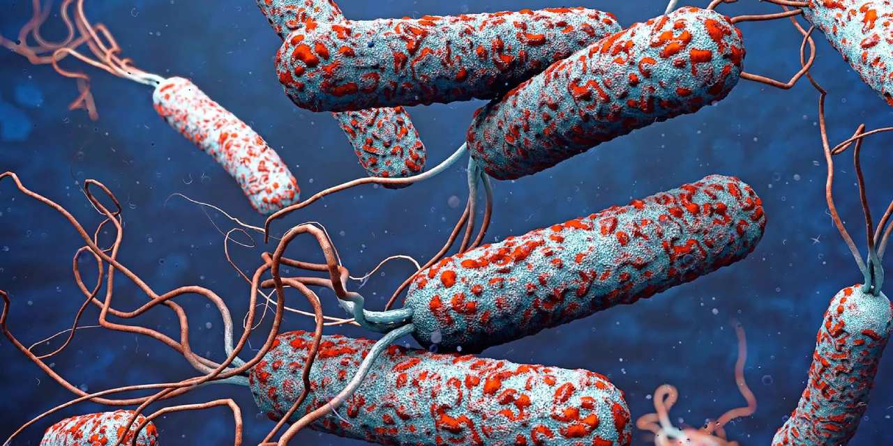 Salgında 4738 kişi öldü! DSÖ'den uyarı