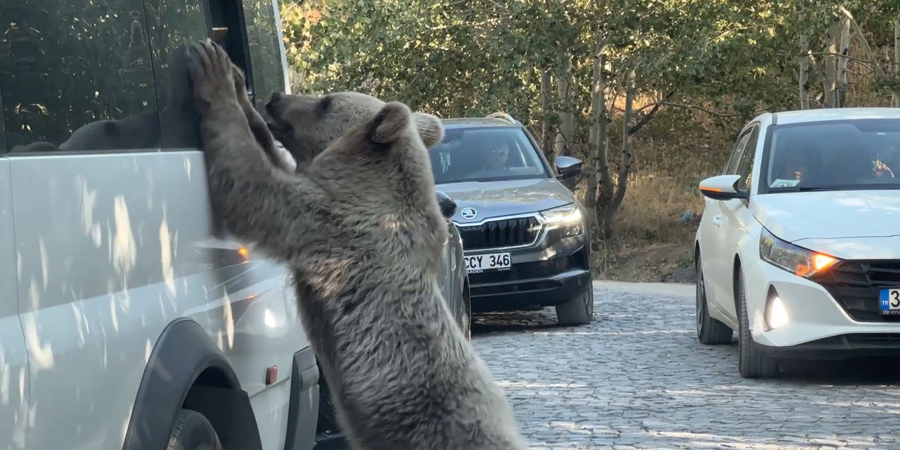 Nemrut'ta ayı saldırısı: Son anda kurtuldu, valilik alanı ziyarete kapattı