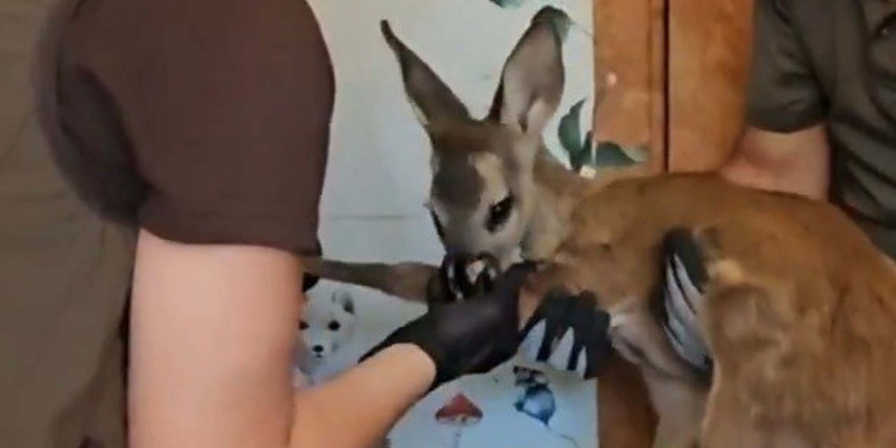 Yangından kurtarılan karaca doğaya bırakıldı