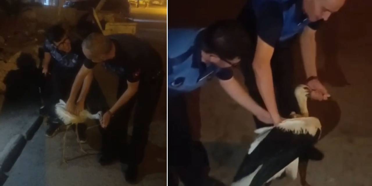 Yorgun leyleğe belediye sahip çıktı! Tedaviye alındı