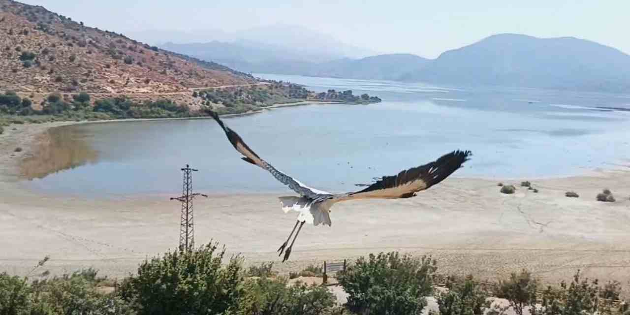 Yorgun düşen 'Kibar' leylek Afrika'ya göç edecek