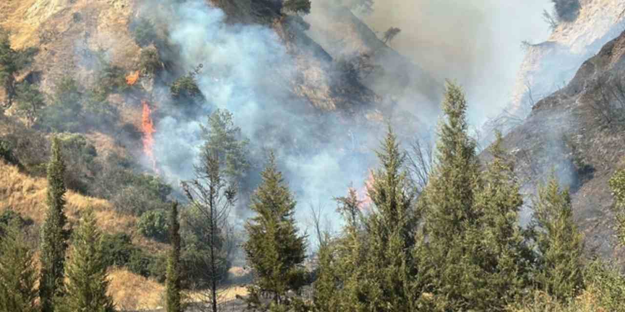 Efeler'de poligonda çıkan yangın ormana sıçradı!