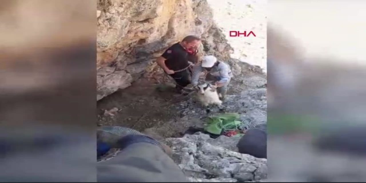 Dağda mahsur kalan keçiler için seferber oldular