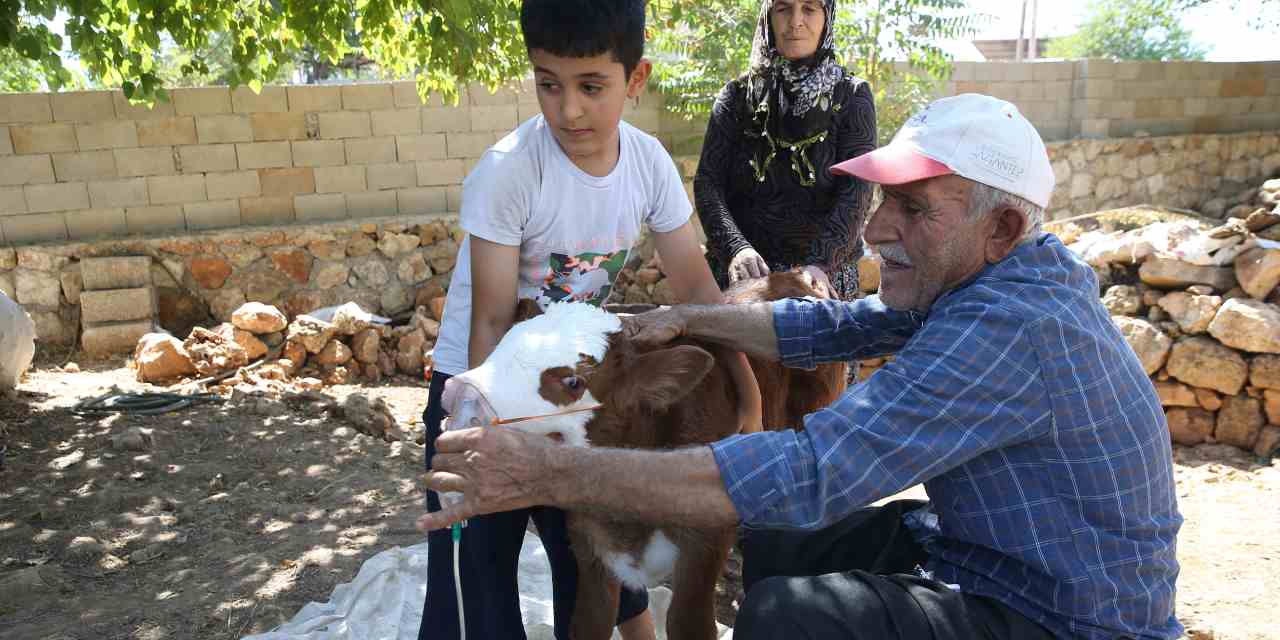 Solunum sıkıntısı yaşayan buzağıyı bebek gibi baktılar