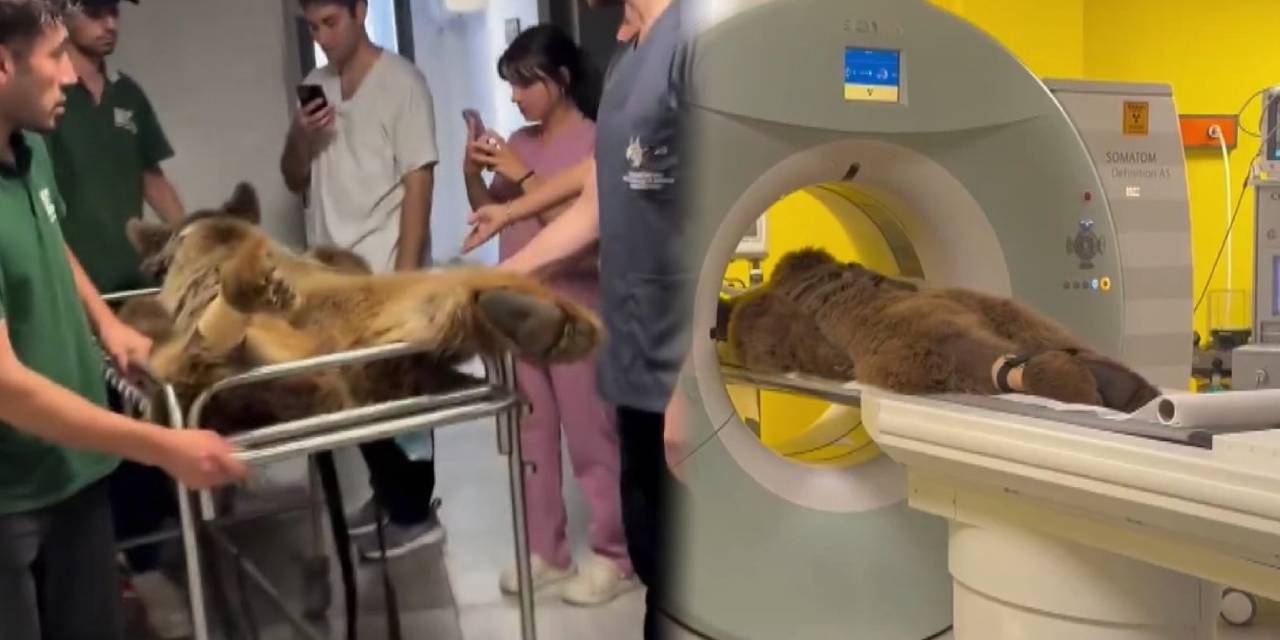 Meyve aşkı başına dert açtı: Sevimli ayıya MR çektiler