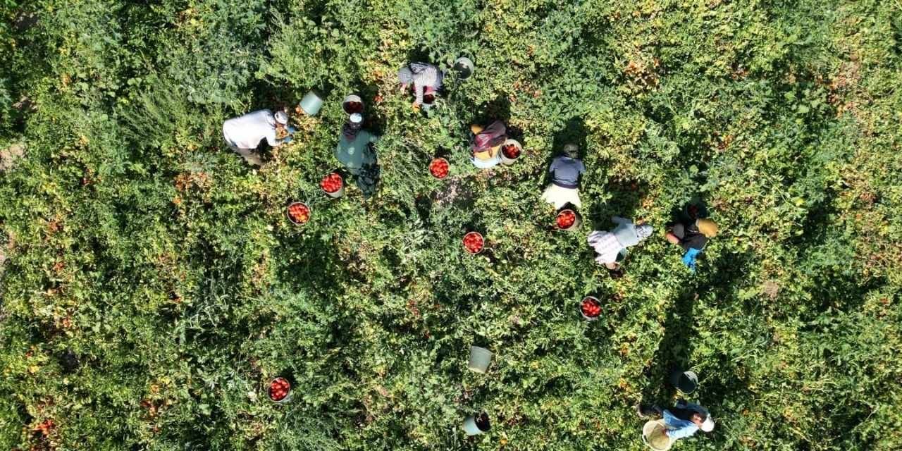 Rekolte düştü kilosunu 7-8 liraya satıyorlar
