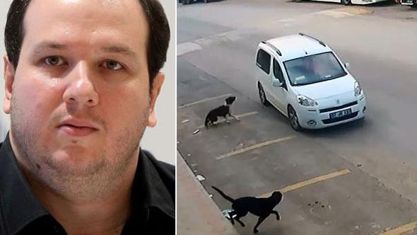 Antalya'da köpekleri ezen kişinin serbest kalmasına Şahan da isyan etti