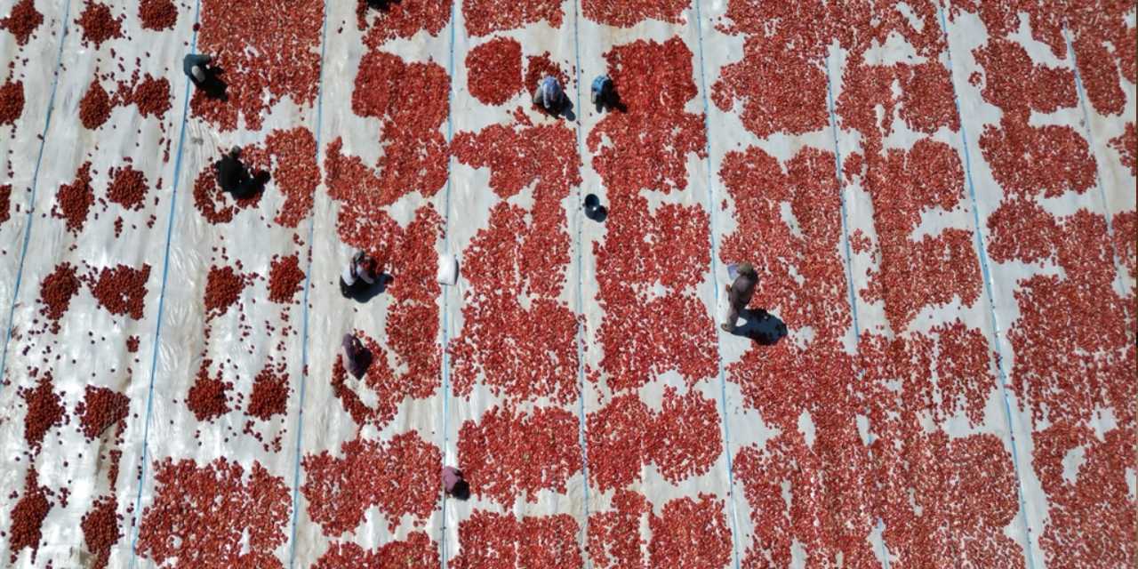 6-7 gün güneşte bekliyor: Kayseri'den 9 ülkeye ihraç ediliyor