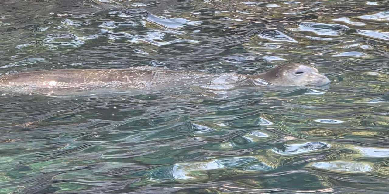 Nesli tükenme tehlikesi altındaydı: Fethiye'de ortaya çıktı