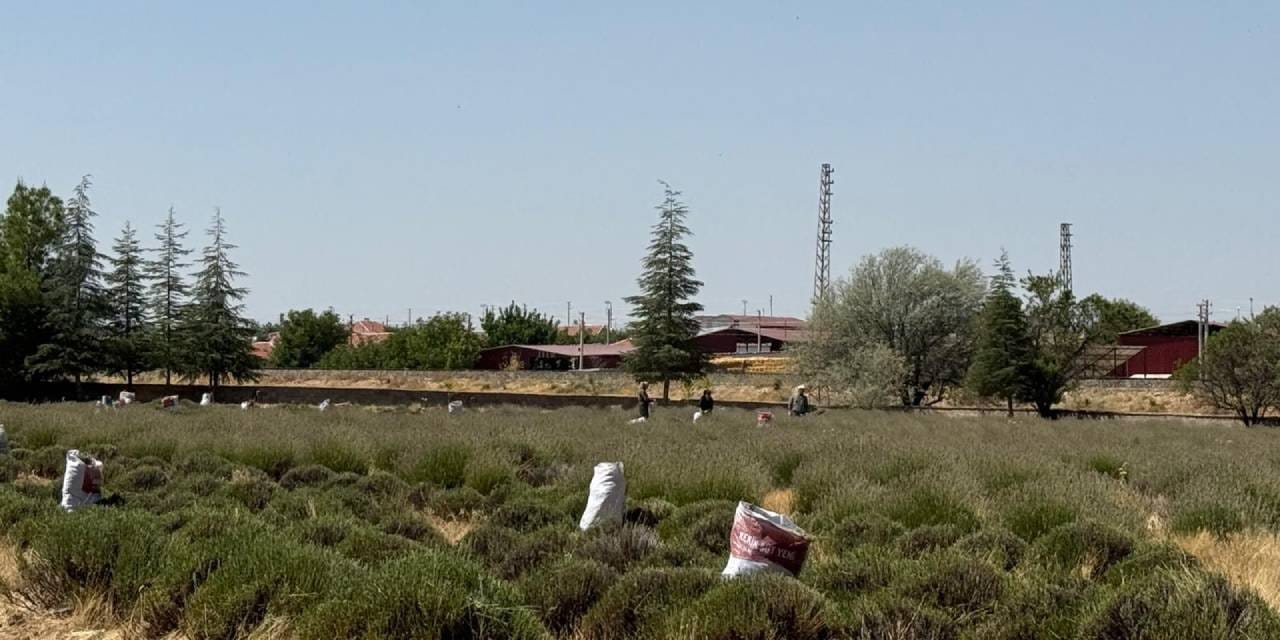 50 miligramı 150 liradan satılıyor: Sadece 8 dekarlık alanda ekildi