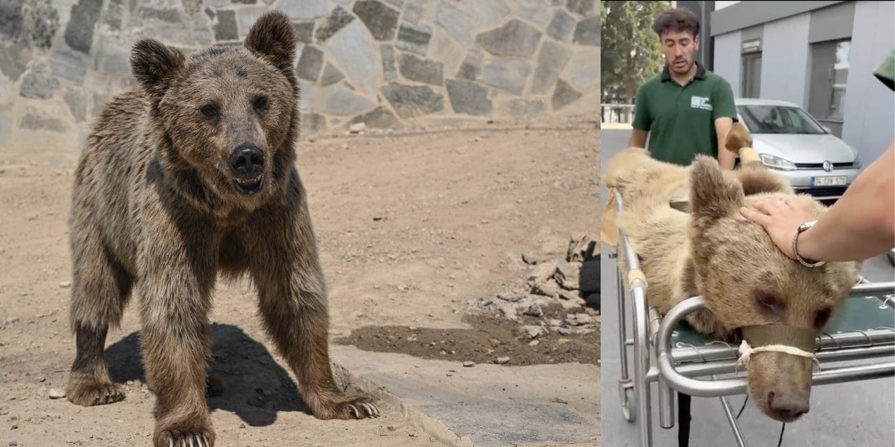 Ayı Okan Japonya'nın gündemine oturdu! Bizzat gelip yayın yaptılar